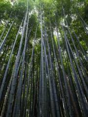 I have seven fairy g