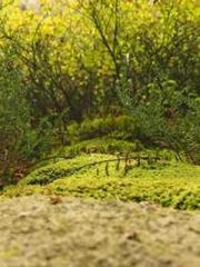 Billions of Blessing