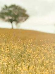 Becoming a solitary 