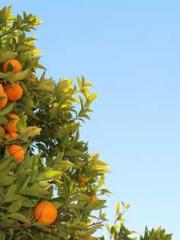 Morning sickness aft