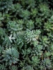 Transmigration: Feel