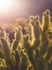 Reborn in the Apocal