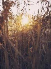 The Rough Man Hunter